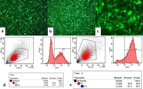 GFP fluorescence and flow cytometry. (a) GFP fluorescence imaging ...