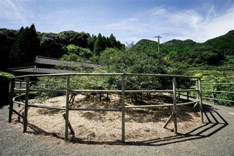 「嬉野の大チャノキ」で歴史を感じよう！嬉野茶の創始者の時代に植えられたお茶の木！【嬉野温泉】 旅々photo