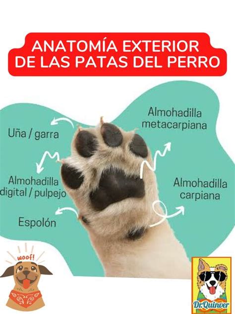 Anatomía Exterior De Las Patas Del Perro Drquinver Udocz