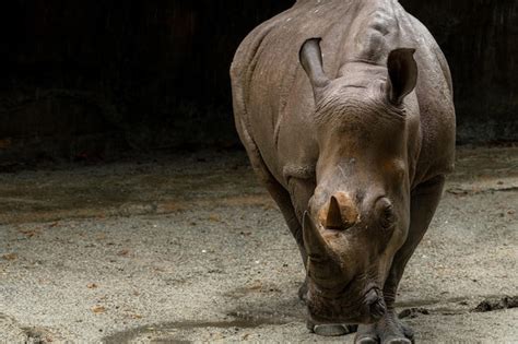 Premium Photo A Close Up Photo Of An Endangered White Rhino