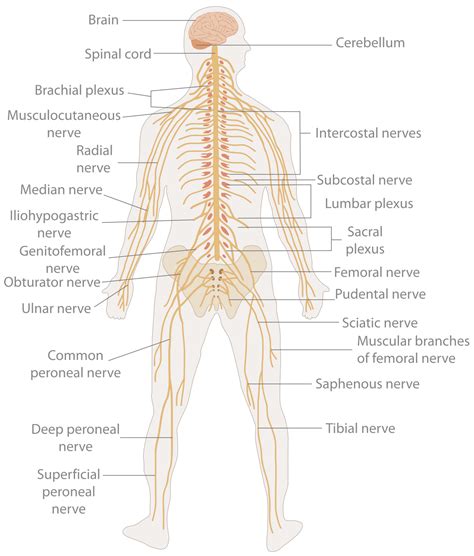 Nervous System - Biology Simple