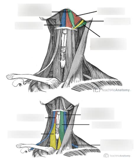 Infrahyoid And Suprahyoid Muscles Diagram Quizlet