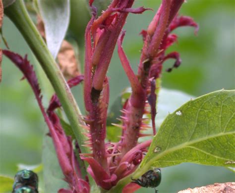 Piedmont Nc Gardening Here It Comes Rose Rosette Disease