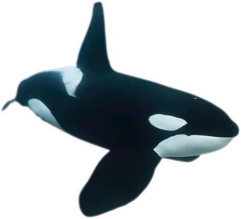 Killer Whale By Carlosgutierrezjr On Deviantart