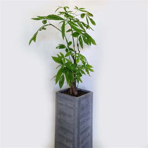 Money Tree Plant - Pachira Aquatica(braided) C | Olympic Nursery