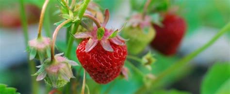 Come Coltivare Le Fragole Una Mini Guida Pierucci Agricoltura