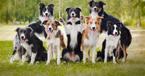 Border Collie Dog Breed » Information, Pictures, & More