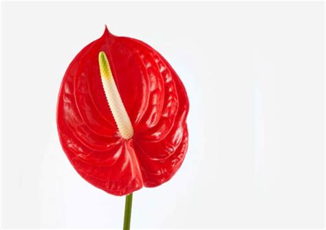 Light Pink Anthurium Sen Ru Flowers