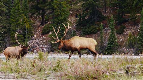 What S The Difference Between Rocky Mountain Elk And Roosevelt Elk