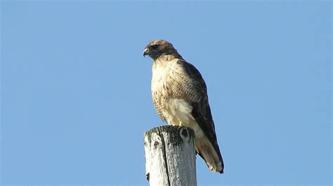 Red-tailed Hawk | MarkEisingBirding