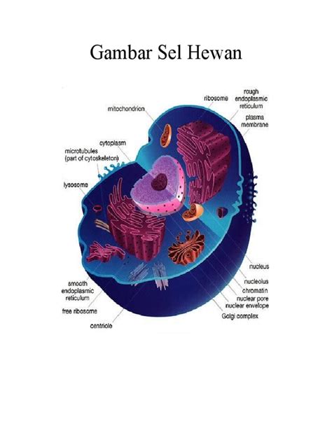 PDF Tugas Gambar Sel Hewan Dan Sel Tumbuhan DOKUMEN TIPS