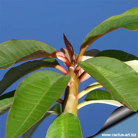 Plumeria Hybrids