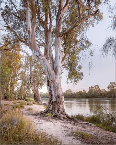 beautiful australian gum tree   river australian landscapes
