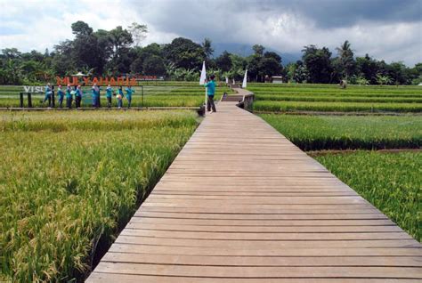 Kampung Wisata Tematik Mulyaharja Bogor Kembali Dibuka Republika Online