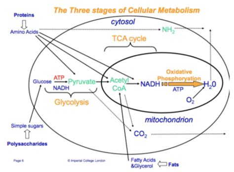 Metabolic Pathways and ATP Production 1 Flashcards | Quizlet