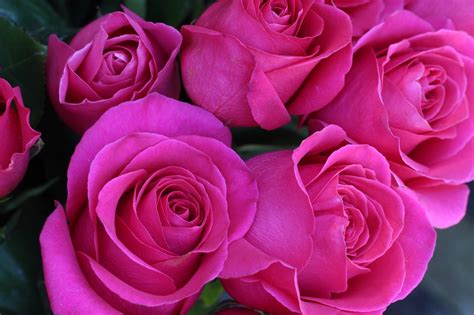 Flores Rosas Rosadas Foto Gratis En Pixabay Pixabay