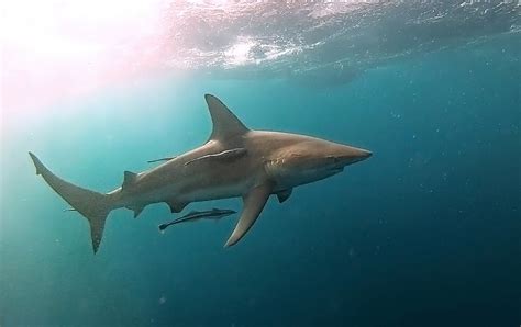 Oceanic Blacktip Shark – Oceans Africa