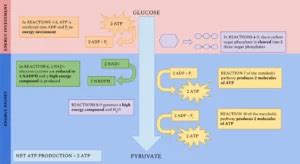 Do Red Blood Cells Have Mitochondria Facts You Should Know