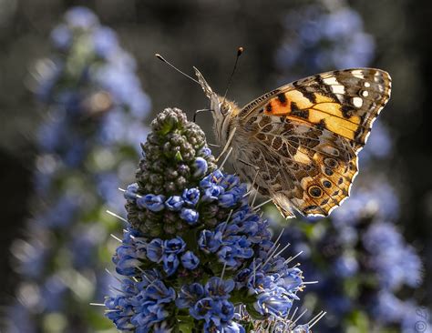 Papillon belle dame ou Vanessa cardui sur vipérine lohyck Leterme