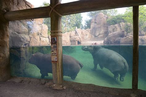 Planet Zoo Exhibit Ideas Holdenwellness