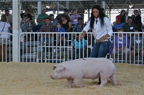 NSR Show Sale Results World Pork Expo Junior Purebred Barrow Show