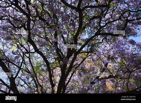 Jacarandas Jacaranda Mimosifolia Hi Res Stock Photography And Images