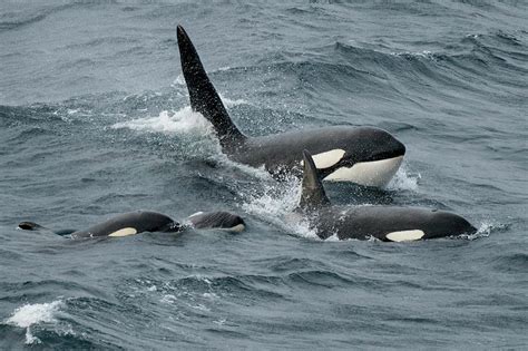 Orca Whales Pod Surfacing Together, Shetland, Scotland, Uk Photograph by Scotland: The Big ...