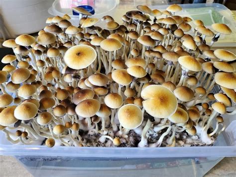 Blue Meanie Cubensis Growing Effects Potency Legality