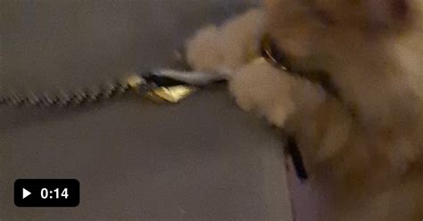 Cat Toy My Ass He Is Getting Too Strong GAG