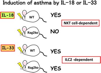 Frontiers Unique Action Of Interleukin 18 On T Cells And Other Immune