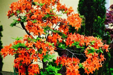 Premium Photo | A close up of a tree with orange flowers