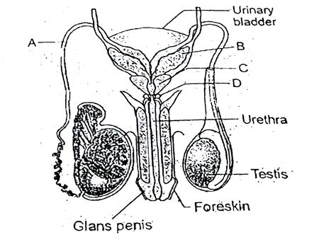 Given Below Is A Diagrammatic Sketch Of A Portion Of Human Mate Reprod