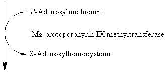 Chlorophyll biosynthesis pathway