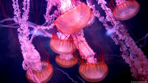 Scientists unlock secrets of 'immortal jellyfish' – DW – 08/31/2022