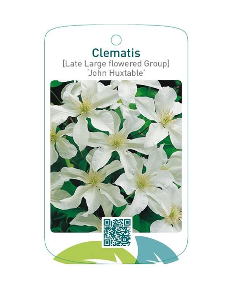 Etiquetas De Clematis Late Large Flowered Group John Huxtable