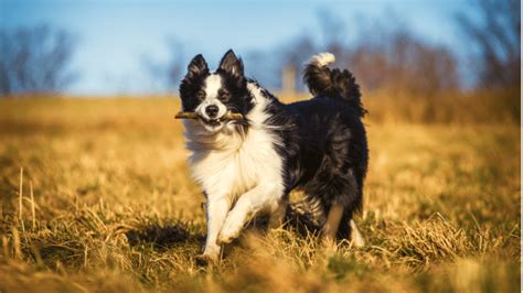 Belgian Malinois Border Collie Mix The Malinois Collie