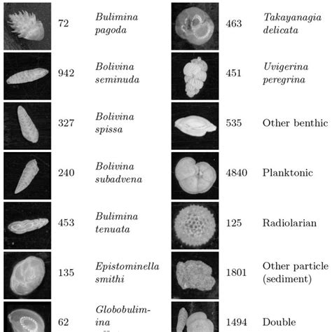 (PDF) Automated analysis of foraminifera fossil records by image classification using a ...