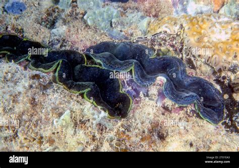 Boring Clams Tridacna Crocea Buried In Reef Rock Photo From Shallow