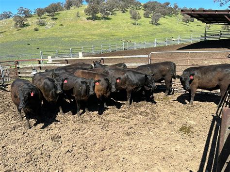 The Herd Online 15 Ptic Eu Angus Heifers For Sale