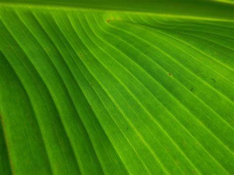 Banana Leaf Background Stock Photos, Images and Backgrounds for Free Download