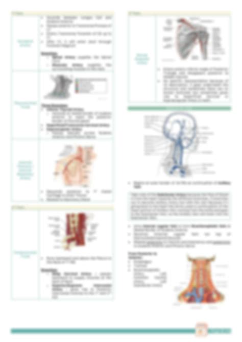 Solution Anatomy Notes On Root Of The Neck Scalene And Prevertebral