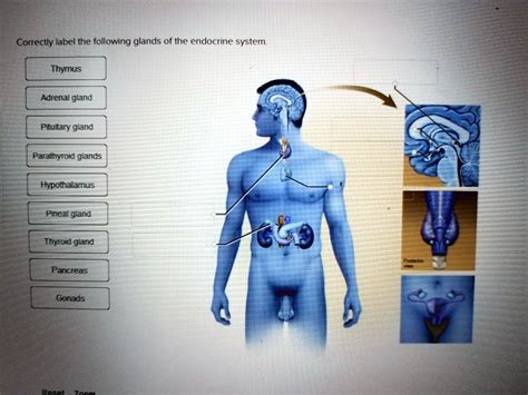 correctly label the following glands of the endocrine system thymus adrenalgland pituitary gland ...