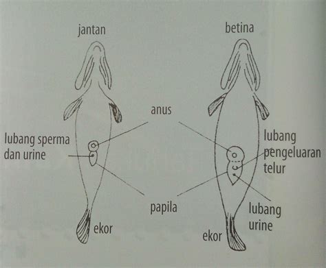 Istimewa Gambar Ikan Nila Jantan Dan Betina