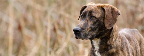 Plott Hound Dog Breed Facts And Information Wag Dog Walking