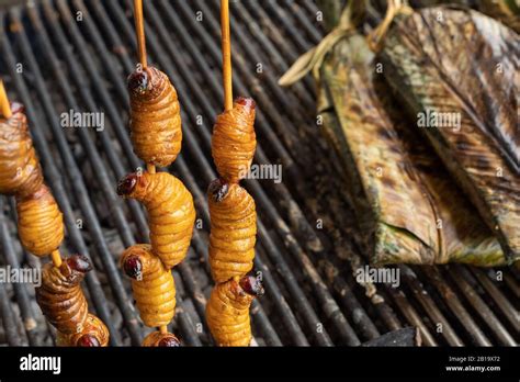 Edible Palm Weevil Larvae Rhynchophorus Hi Res Stock Photography And