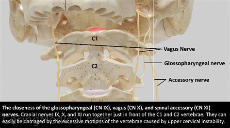 Vagus Nerve Compression In The Neck: Symptoms And, 52% OFF