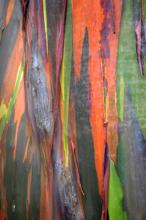 Colored Bark Of Eucalyptus Tree Photo Taken By Anne Majusiak In Kauai