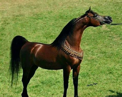 Elegance Beautiful Arabian Horses Arabian Horse Beautiful Horses