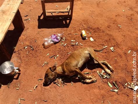 Mulher é multada em R 6 mil por maus tratos a cachorros no interior de