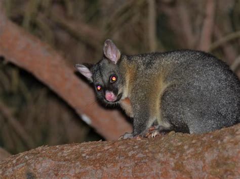 Australia Wildlife Holiday With Tasmania Responsible Travel